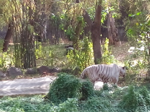 White Tiger at Pune Zoo