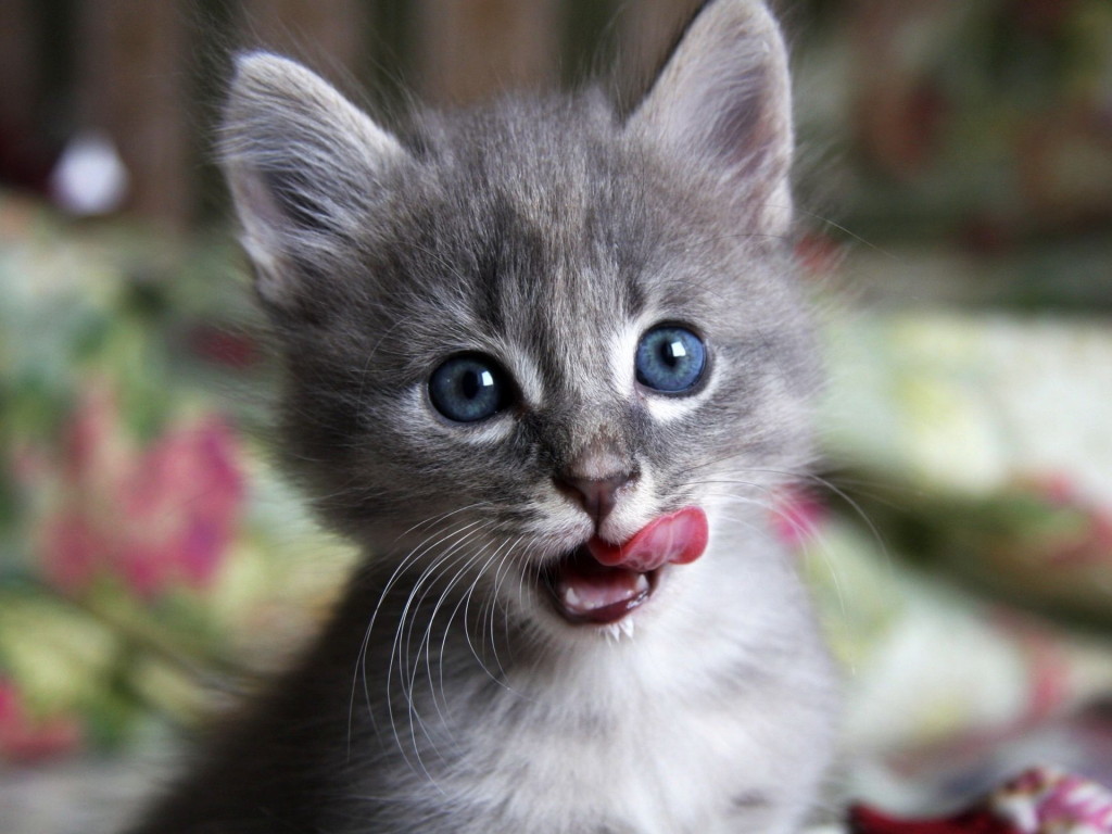 image sentence: I can't hepl but wonder about those people who don't find a kitten, as cute as this, endearing.