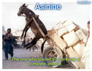 donkey stupid ass asinine visual dictionary