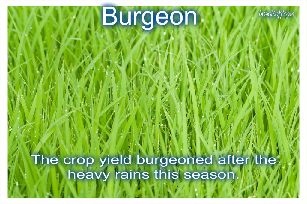 wet rice crops hd