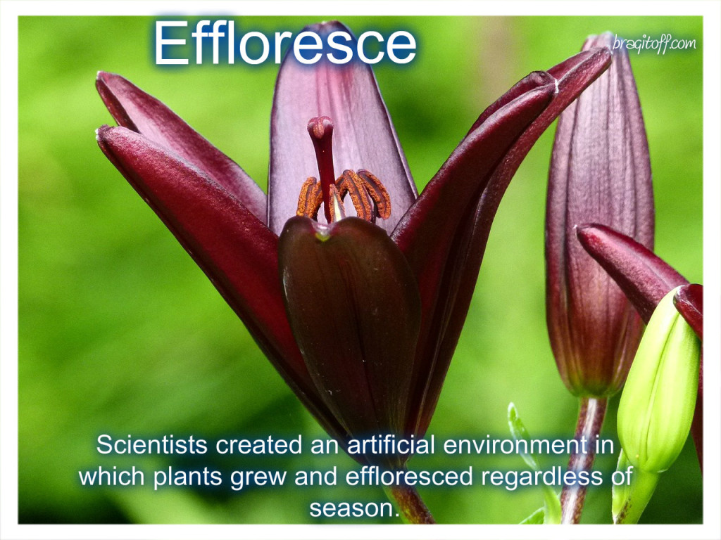 image sentence: Scientists created an artificial environment in which plants grew and effloresced regardless of season.